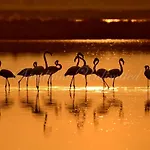 Danza Dei Fenicotteri