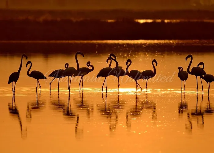 Danza Dei Fenicotteri